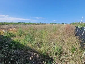 campo
