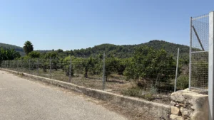 campo con vallado y naranjos
