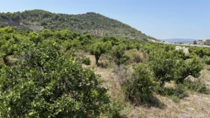 campo con naranjos y montaña